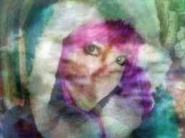 autoscopia: Fuji_Jefferson