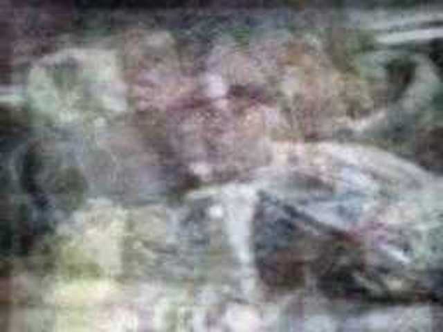 autoscopia: Matthew_Jack_Rose