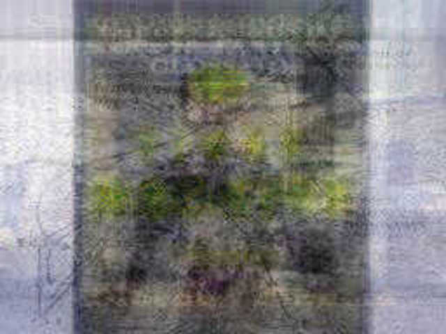 autoscopia: Negarestani_Reza